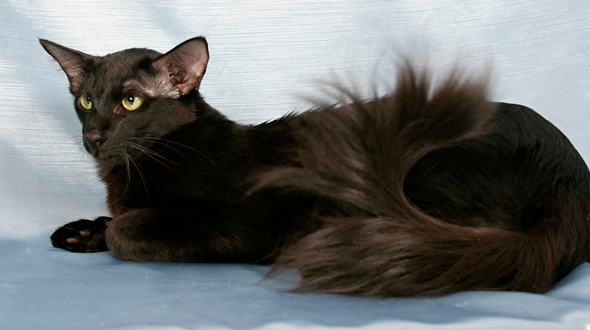 Длинношерстный ориентал (Oriental Longhair)